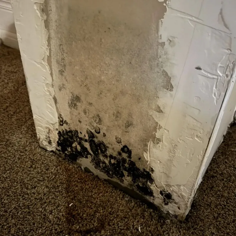 Professional Mold Removal in Payson, AZ